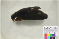 藏品(家燕)的圖片